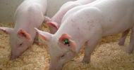 Genetically Modified Pig Shelved